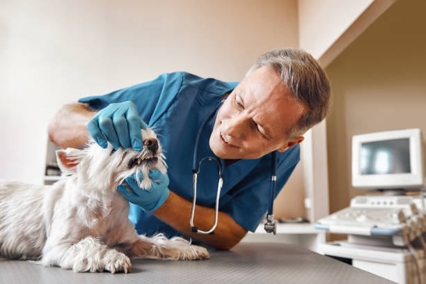  Anderson, SC Emergency Dentist Pros